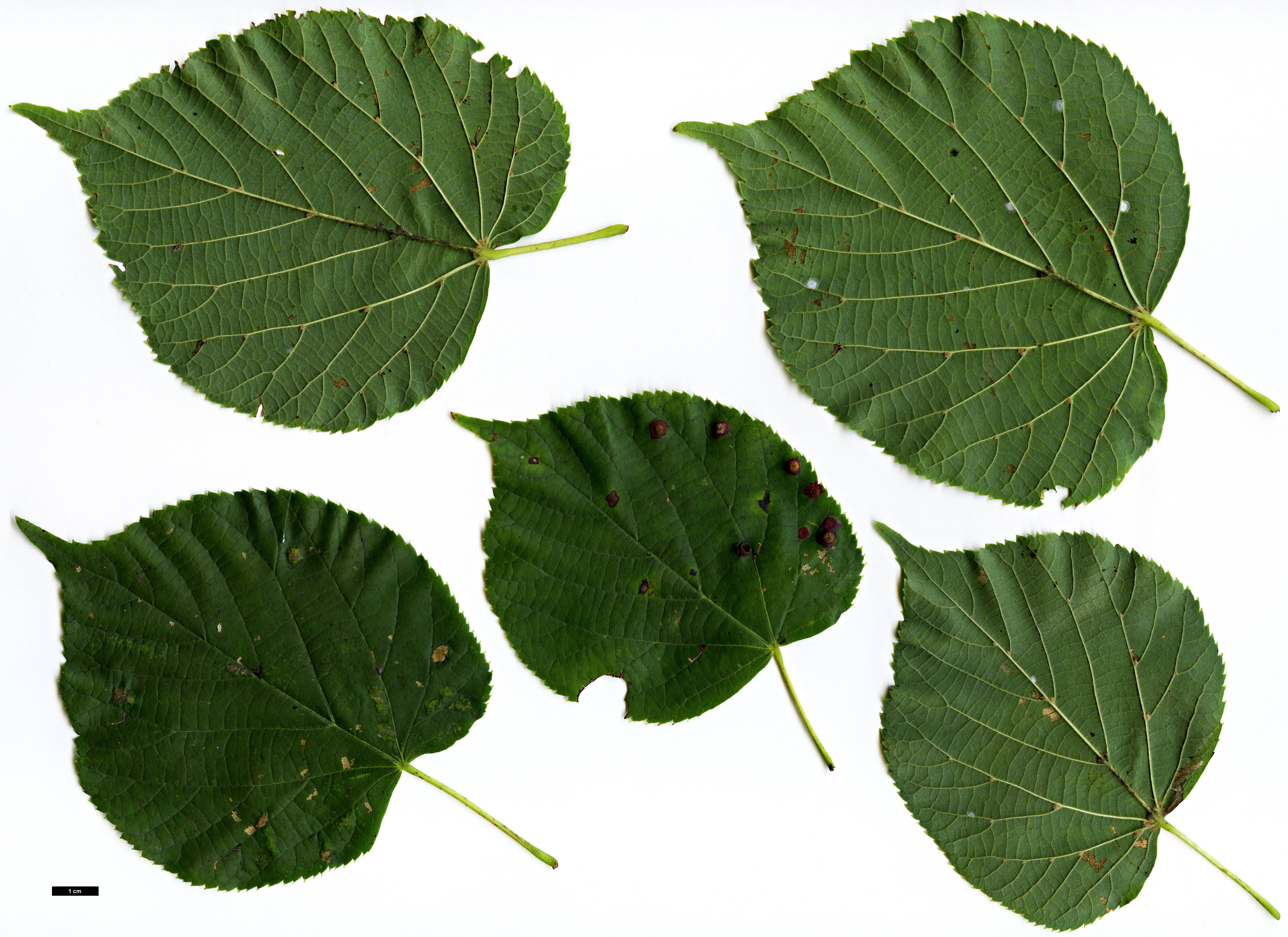 High resolution image: Family: Malvaceae - Genus: Tilia - Taxon: ×europaea (T.cordata × T.platyphyllos)